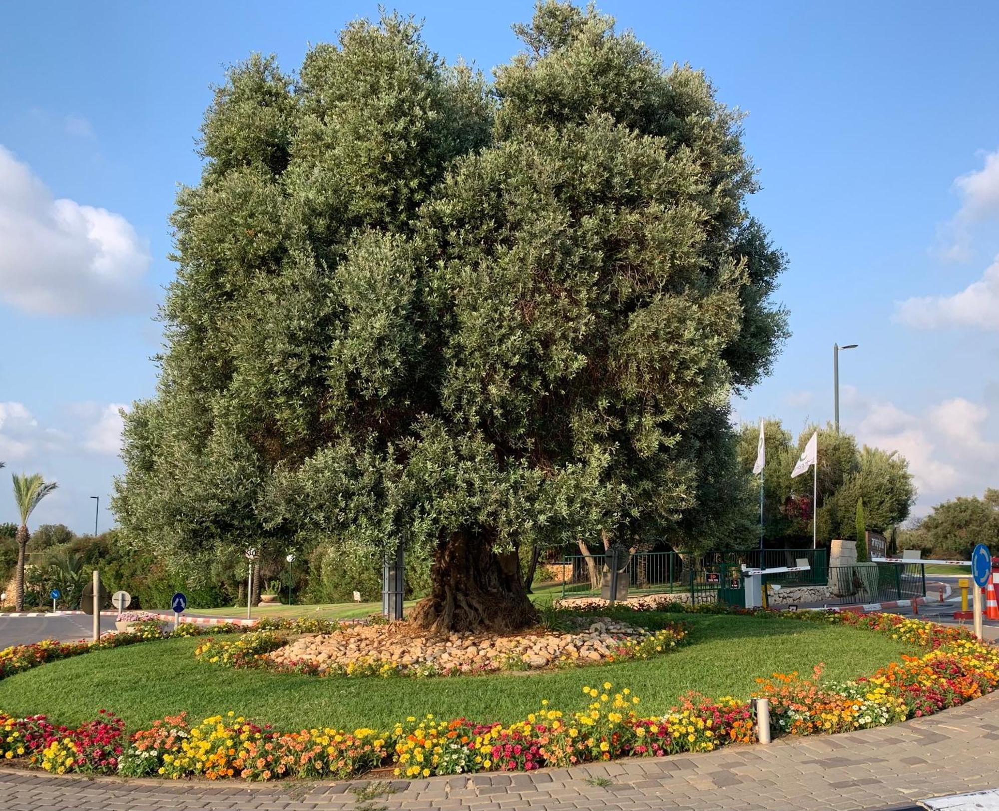 Mina'S Suites - קיסריה Exterior photo